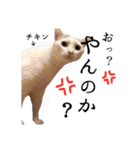 犬猫♡あもひふてん3（個別スタンプ：12）