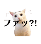 犬猫♡あもひふてん3（個別スタンプ：13）