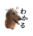 犬猫♡あもひふてん3（個別スタンプ：14）