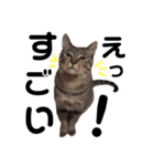 犬猫♡あもひふてん3（個別スタンプ：15）