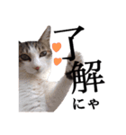 犬猫♡あもひふてん3（個別スタンプ：16）