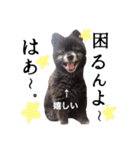 犬猫♡あもひふてん3（個別スタンプ：17）
