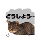 犬猫♡あもひふてん3（個別スタンプ：19）