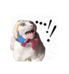 犬猫♡あもひふてん3（個別スタンプ：20）