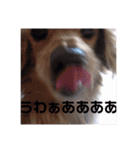 犬猫♡あもひふてん3（個別スタンプ：21）