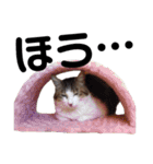 犬猫♡あもひふてん3（個別スタンプ：22）