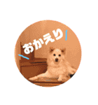 ひじきずわんにゃん（個別スタンプ：1）