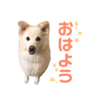 ひじきずわんにゃん（個別スタンプ：5）