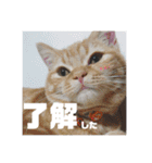 ひじきずわんにゃん（個別スタンプ：7）