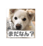 ひじきずわんにゃん（個別スタンプ：10）