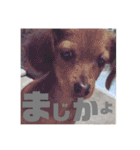 ひじきずわんにゃん（個別スタンプ：11）