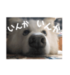 ひじきずわんにゃん（個別スタンプ：13）