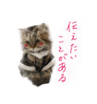 厨2くさい猫（個別スタンプ：1）