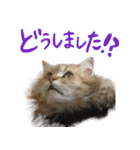 厨2くさい猫（個別スタンプ：2）