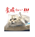 厨2くさい猫（個別スタンプ：4）