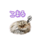 厨2くさい猫（個別スタンプ：5）
