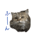 厨2くさい猫（個別スタンプ：6）