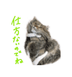 厨2くさい猫（個別スタンプ：7）