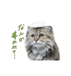 厨2くさい猫（個別スタンプ：9）