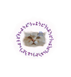 厨2くさい猫（個別スタンプ：10）
