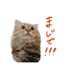 厨2くさい猫（個別スタンプ：11）