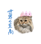 厨2くさい猫（個別スタンプ：12）