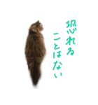 厨2くさい猫（個別スタンプ：13）