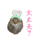 厨2くさい猫（個別スタンプ：15）