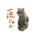 厨2くさい猫（個別スタンプ：16）