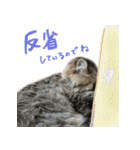 厨2くさい猫（個別スタンプ：17）