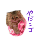 厨2くさい猫（個別スタンプ：19）