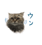 厨2くさい猫（個別スタンプ：20）