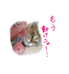 厨2くさい猫（個別スタンプ：21）