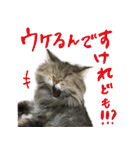 厨2くさい猫（個別スタンプ：23）