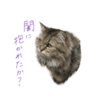 厨2くさい猫（個別スタンプ：24）