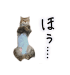 厨2くさい猫（個別スタンプ：26）