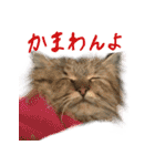 厨2くさい猫（個別スタンプ：27）