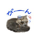 厨2くさい猫（個別スタンプ：28）
