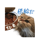 厨2くさい猫（個別スタンプ：29）
