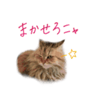 厨2くさい猫（個別スタンプ：31）