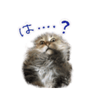 厨2くさい猫（個別スタンプ：33）