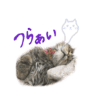 厨2くさい猫（個別スタンプ：34）