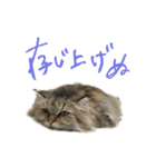 厨2くさい猫（個別スタンプ：35）