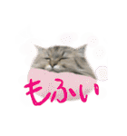 厨2くさい猫（個別スタンプ：36）