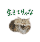 厨2くさい猫（個別スタンプ：37）