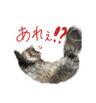 厨2くさい猫（個別スタンプ：38）