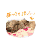 厨2くさい猫（個別スタンプ：39）