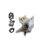 厨2くさい猫（個別スタンプ：40）