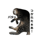 トラリーニョ（個別スタンプ：2）