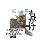 トラリーニョ（個別スタンプ：3）